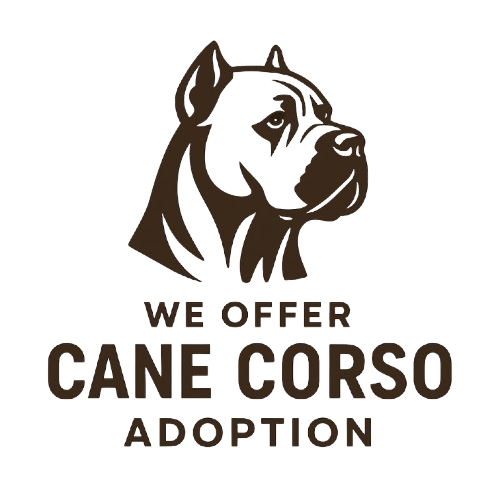 adopt cane corso