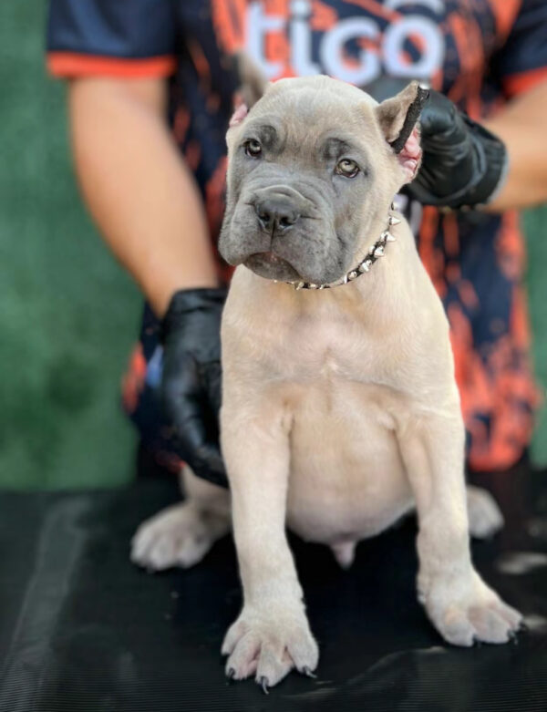 Purebred Brown Cane Corso Puppy – Male, 8 Weeks, Gray Coat - Image 3