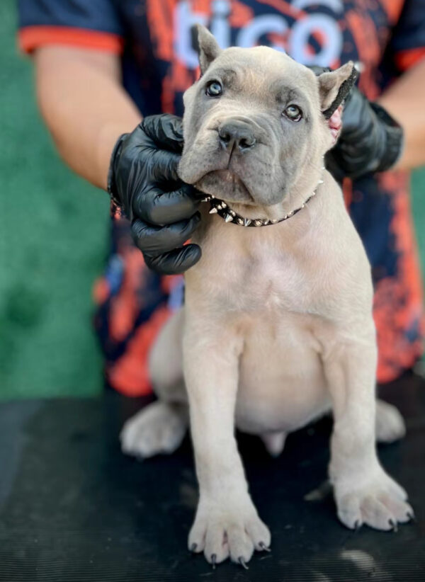 Purebred Brown Cane Corso Puppy – Male, 8 Weeks, Gray Coat - Image 4
