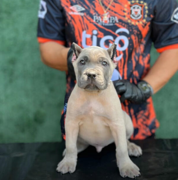 Purebred Brown Cane Corso Puppy – Male, 8 Weeks, Gray Coat - Image 5