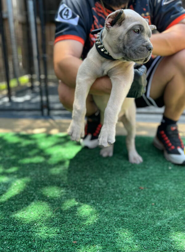 Purebred Brown Cane Corso Puppy – Male, 8 Weeks, Gray Coat