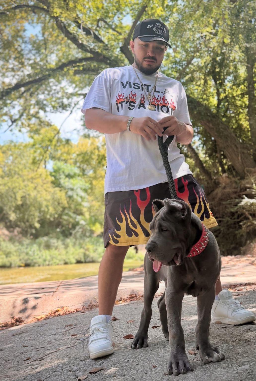 Majestic Gray Cane Corso Puppy – Purebred Female , 8 Weeks