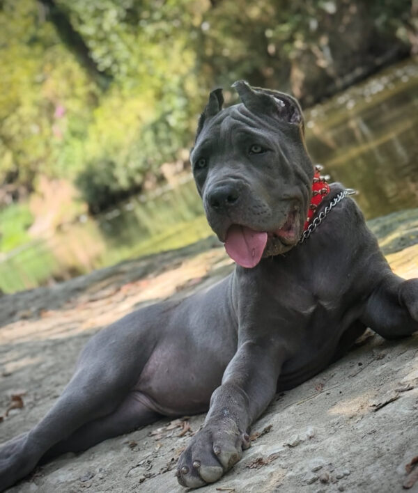 Majestic Gray Cane Corso Puppy – Purebred Female , 8 Weeks - Image 5