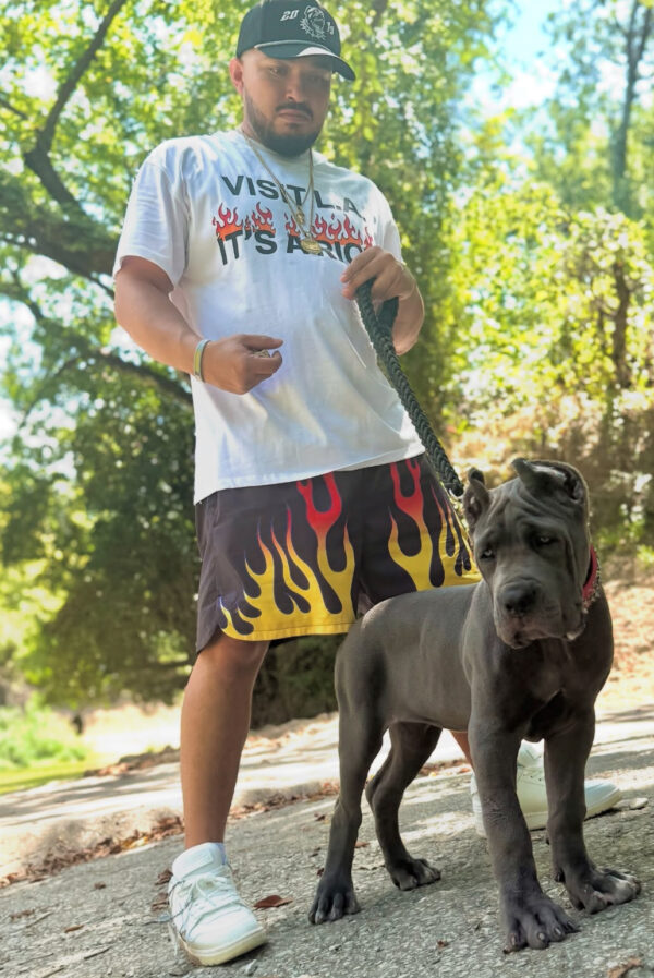 Majestic Gray Cane Corso Puppy – Purebred Female , 8 Weeks - Image 6