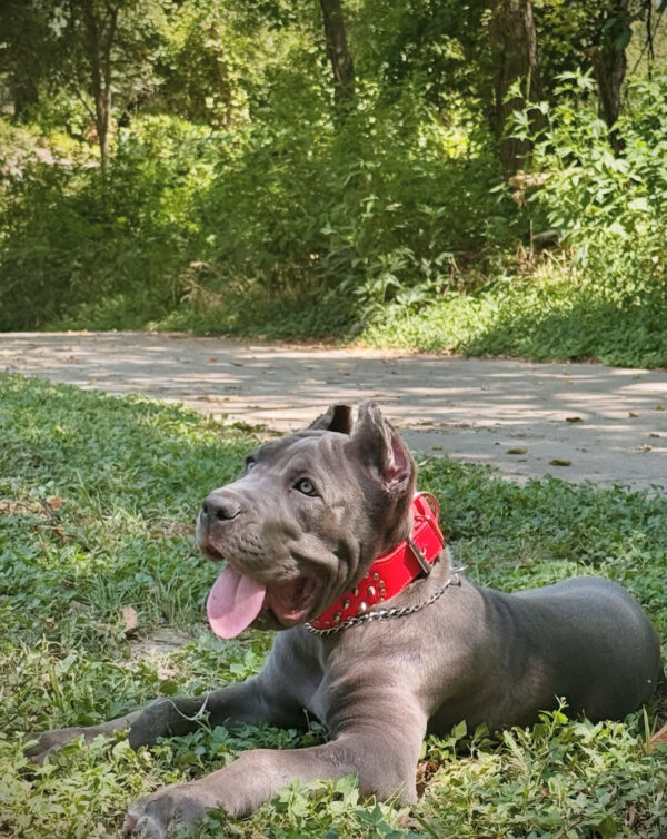 Majestic Gray Cane Corso Puppy – Purebred Female , 8 Weeks - Image 3