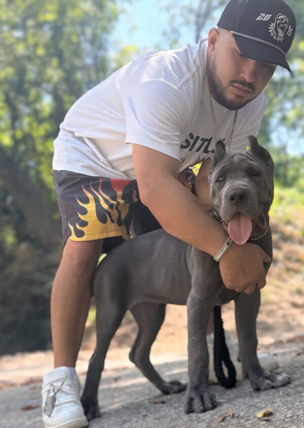 Majestic Gray Cane Corso Puppy – Purebred Female , 8 Weeks - Image 2