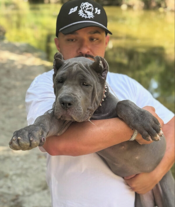 Majestic Gray Cane Corso Puppy – Purebred Female , 8 Weeks - Image 4