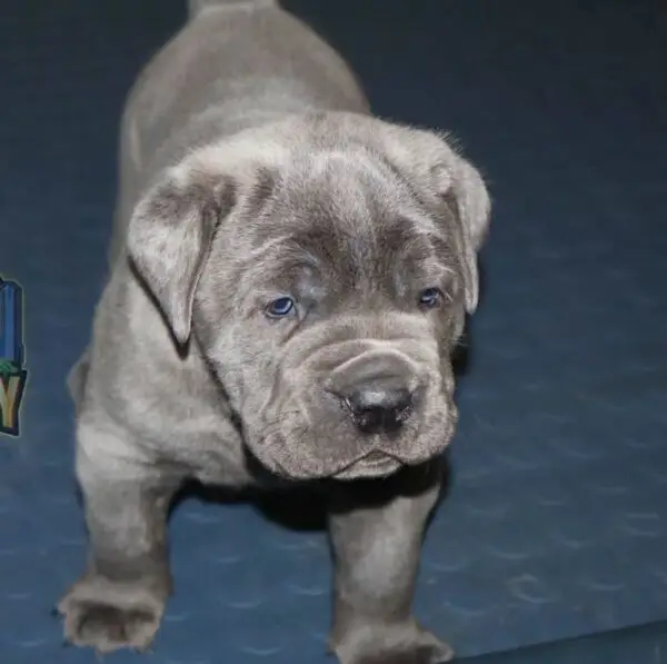 Champion Cane Corso Puppy – Elite Bloodline - Image 3