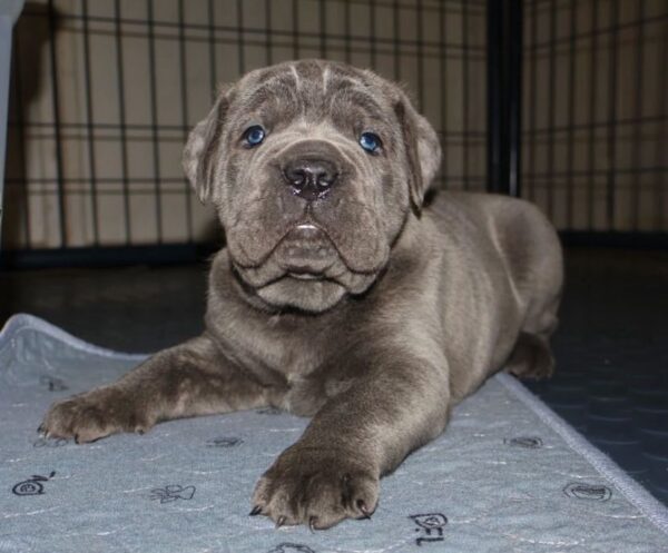 Champion Cane Corso Puppy – Elite Bloodline