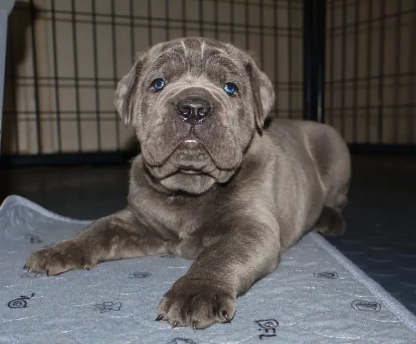 Champion Cane Corso Puppy – Elite Bloodline