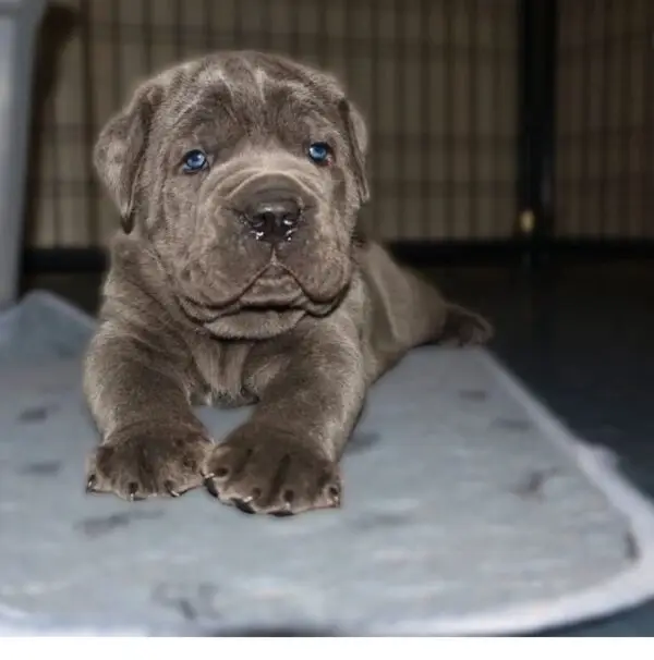 Champion Cane Corso Puppy – Elite Bloodline - Image 2