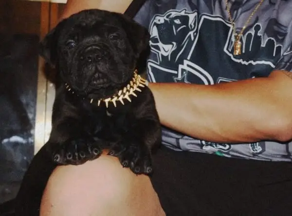 Purebred Black Cane Corso Puppy – 8 Weeks Old, Healthy & Strong - Image 3