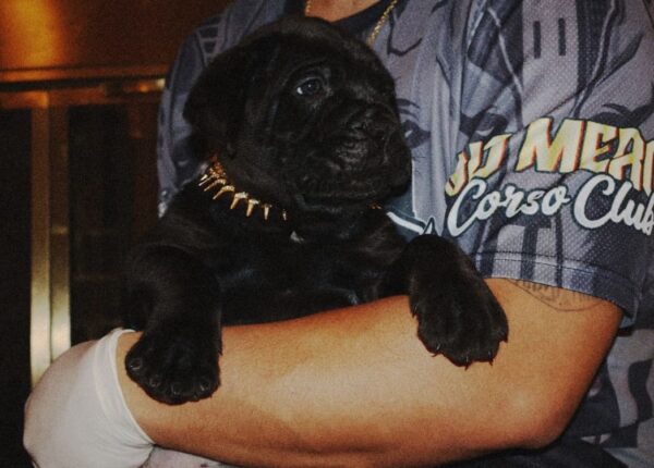 Purebred Black Cane Corso Puppy – 8 Weeks Old, Healthy & Strong - Image 4