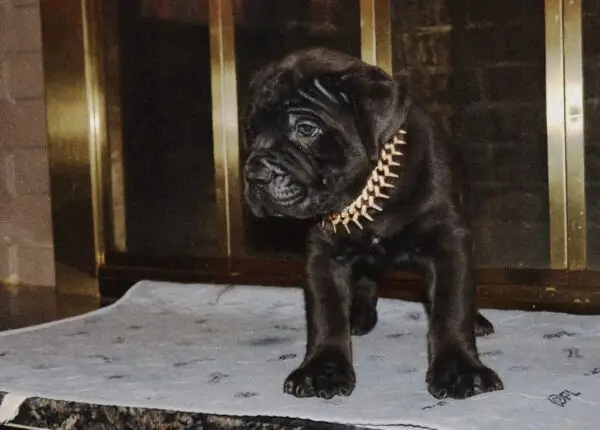 Purebred Black Cane Corso Puppy – 8 Weeks Old, Healthy & Strong