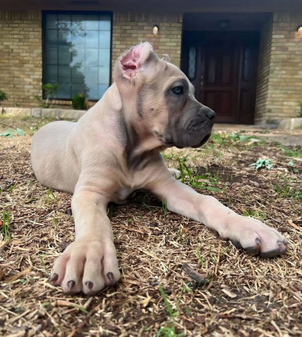 Purebred Brown Cane Corso Puppy – 8 Weeks Old, Healthy & Strong - Image 4