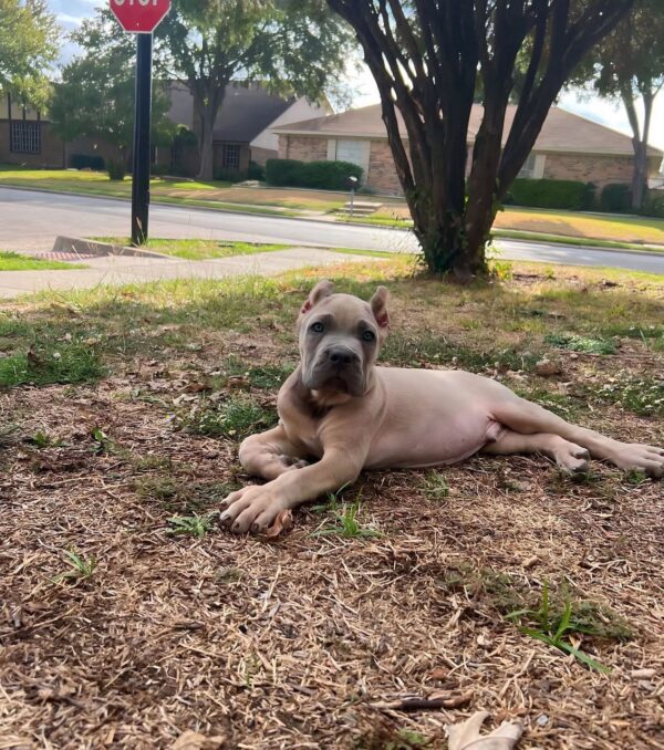 Purebred Brown Cane Corso Puppy – 8 Weeks Old, Healthy & Strong - Image 3