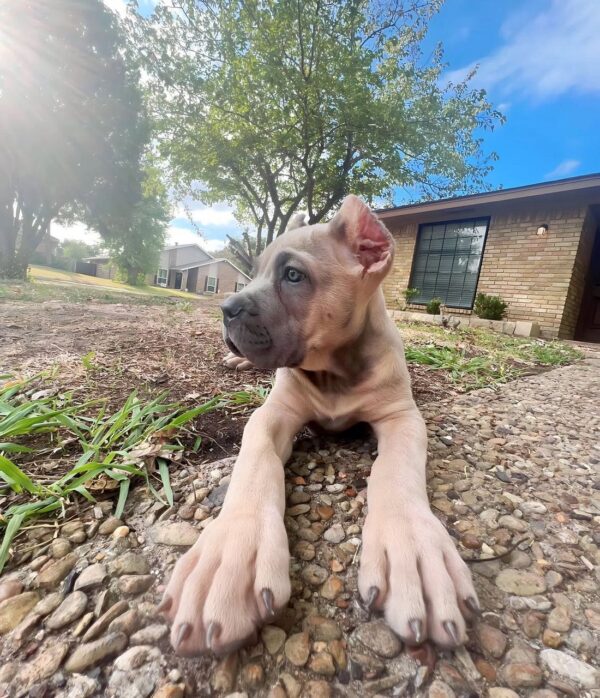 Purebred Brown Cane Corso Puppy – 8 Weeks Old, Healthy & Strong - Image 5