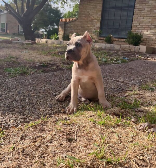 Purebred Brown Cane Corso Puppy – 8 Weeks Old, Healthy & Strong - Image 2