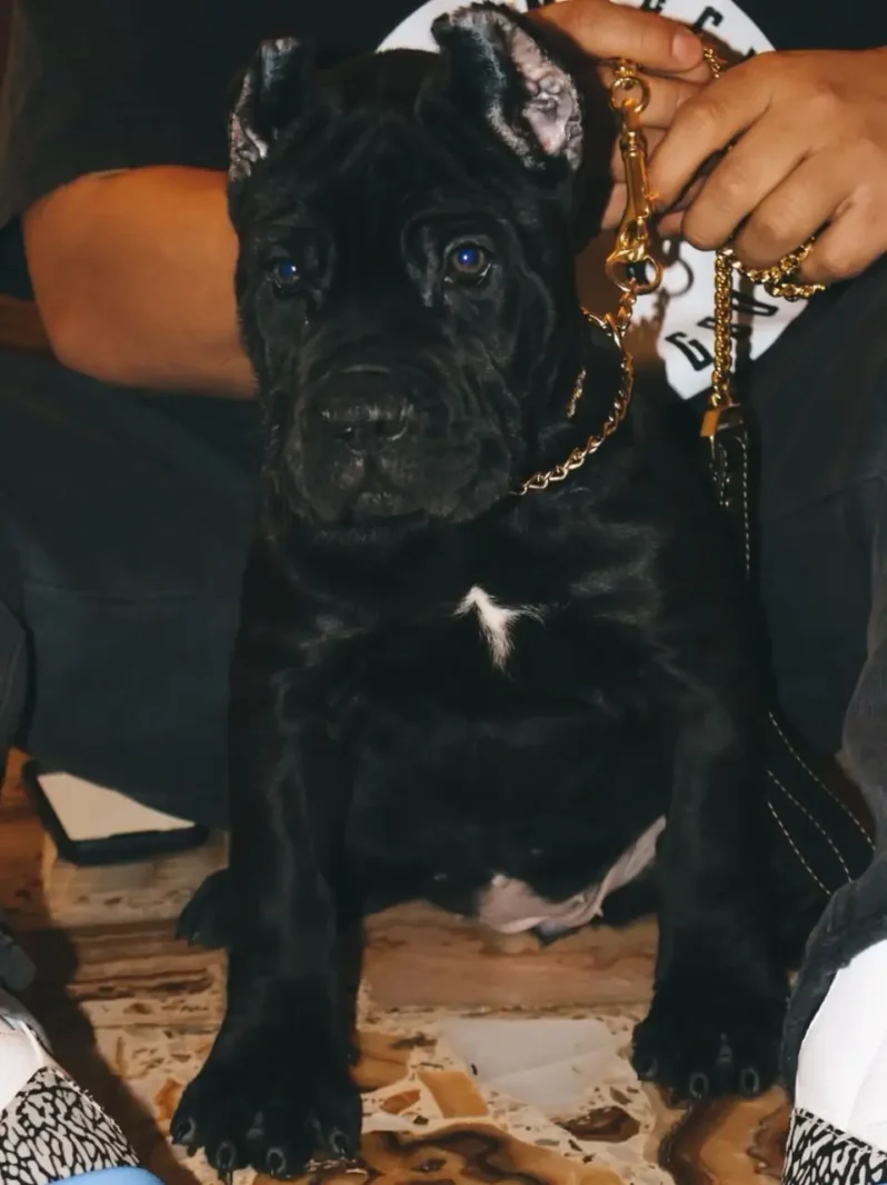 Purebred Black Cane Corso Puppy – 12 Weeks Old, Strong Build