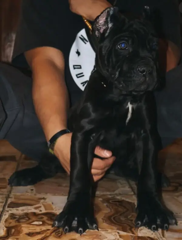 Purebred Black Cane Corso Puppy – 12 Weeks Old, Strong Build - Image 2