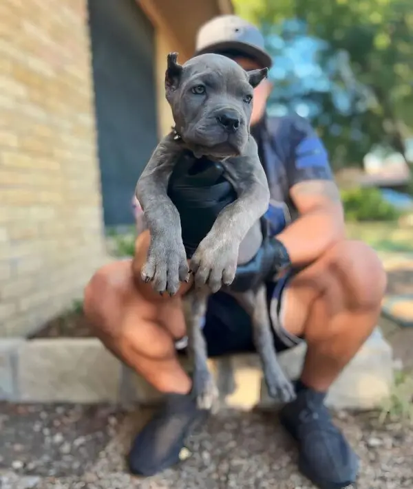 Blue Cane Corso Puppy – 8 Weeks Old Purebred Male - Image 4