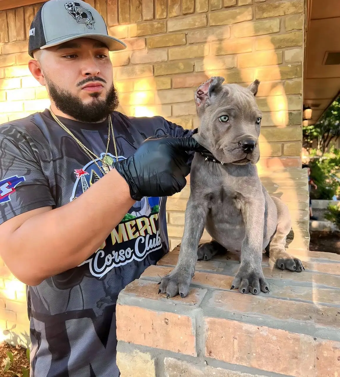 Blue Cane Corso Puppy – 8 Weeks Old Purebred Male
