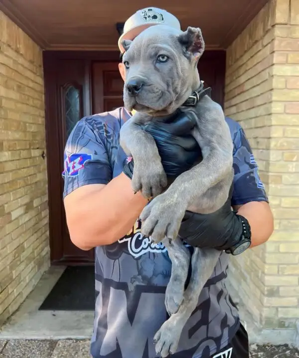 Blue Cane Corso Puppy – 8 Weeks Old Purebred Male - Image 3