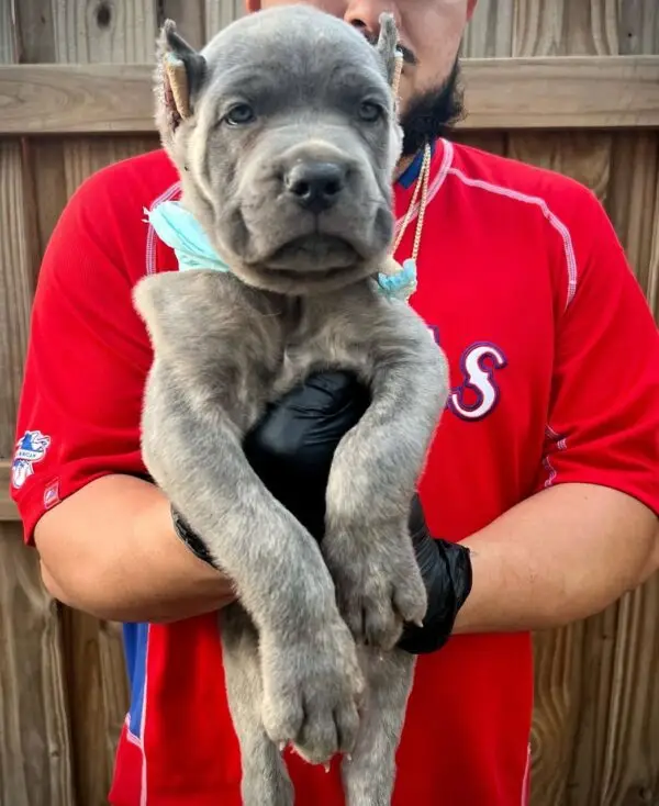 Blue Cane Corso Puppy – 8 Weeks Old Purebred Male - Image 2