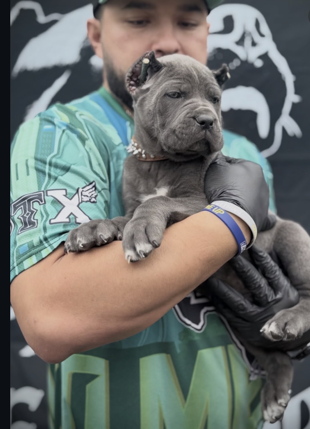 Purebred 12-week-old Gray (Blue) Cane Corso puppy for sale — strong, healthy, and socialized. Rare color, champion bloodline, ready for a forever home. - Image 3