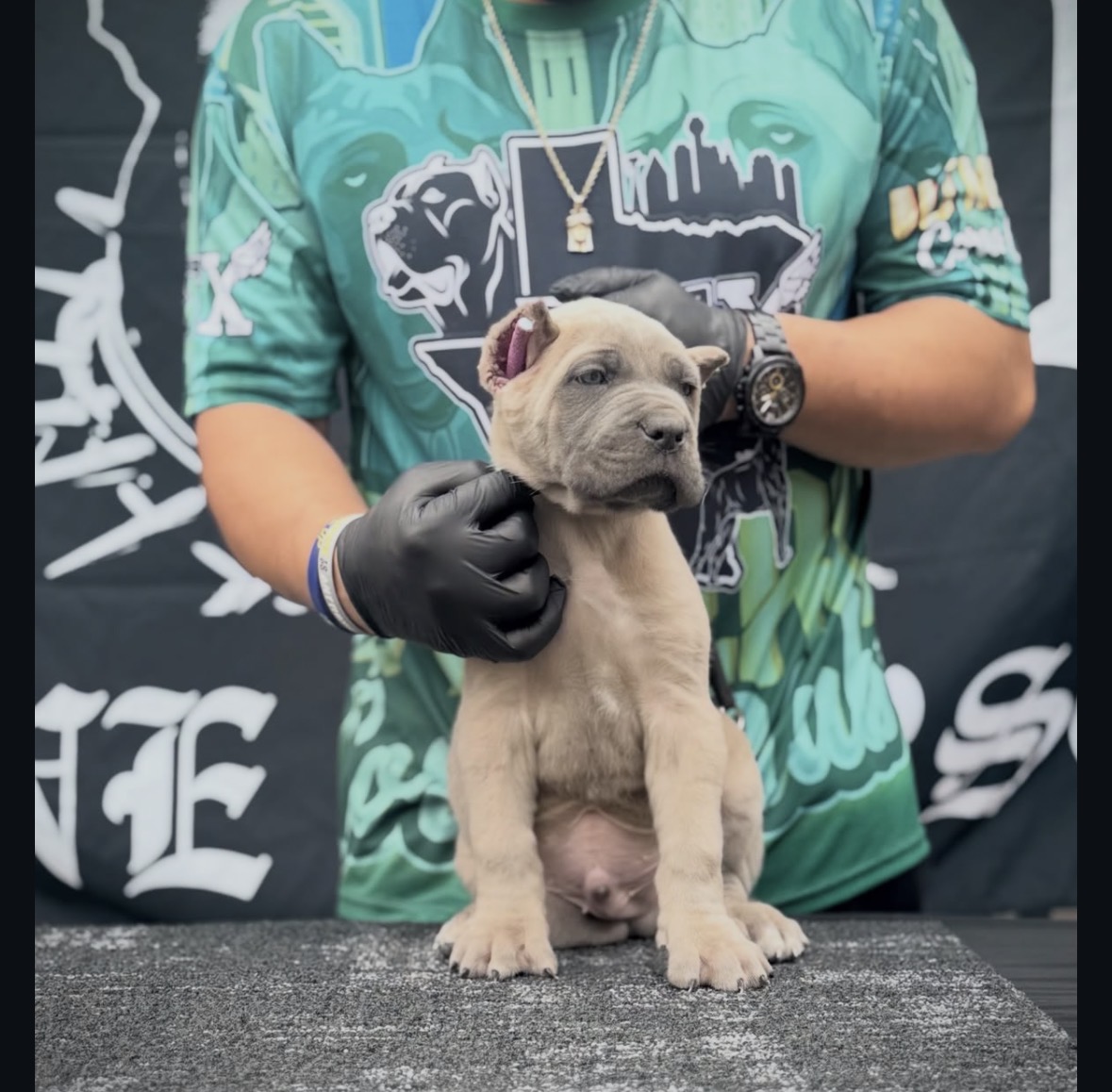 Purebred 12-week-old Briddle (Blue) Cane Corso puppy for sale — strong, healthy, and socialized. Rare color, champion bloodline, ready for a forever home. - Image 3