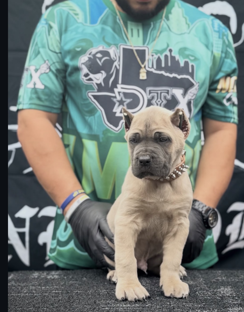 Purebred 12-week-old Briddle (Blue) Cane Corso puppy for sale — strong, healthy, and socialized. Rare color, champion bloodline, ready for a forever home. - Image 2