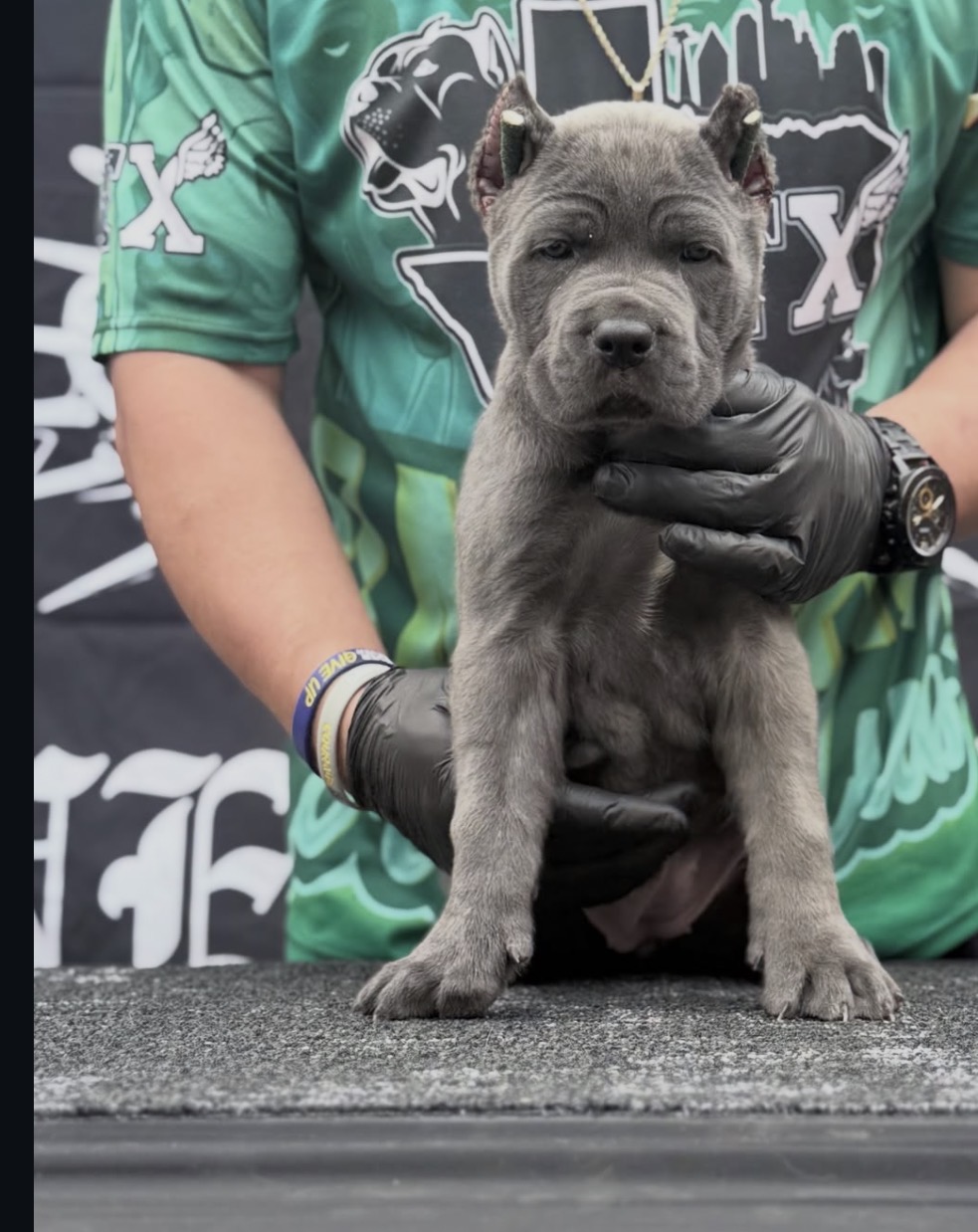 Purebred 12-week-old Gray (Blue) Cane Corso puppy for sale — strong, healthy, and socialized. Rare color, champion bloodline, ready for a forever home. - Image 2